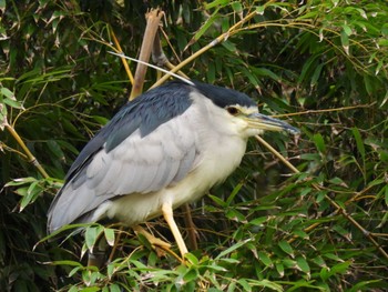 2022年10月9日(日) 横須賀の野鳥観察記録