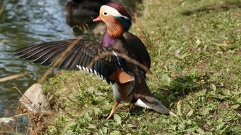 オシドリ 緑ヶ丘公園(帯広市) 2022年10月7日(金)