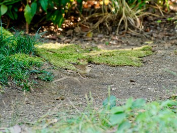 ヤブサメ 大阪城公園 2022年10月2日(日)