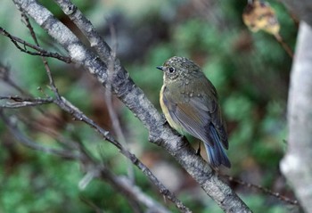 ルリビタキ 奥庭自然公園 2022年10月2日(日)