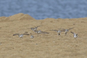 シロチドリ 兵庫県芦屋市 2022年10月8日(土)