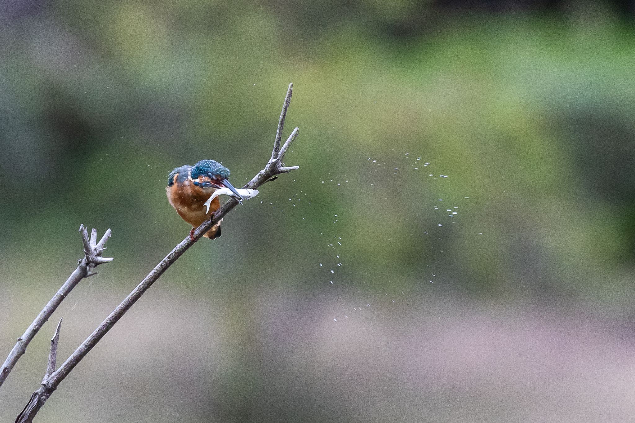 Photo of Common Kingfisher at 多摩市 by 🐦Toshi🐧