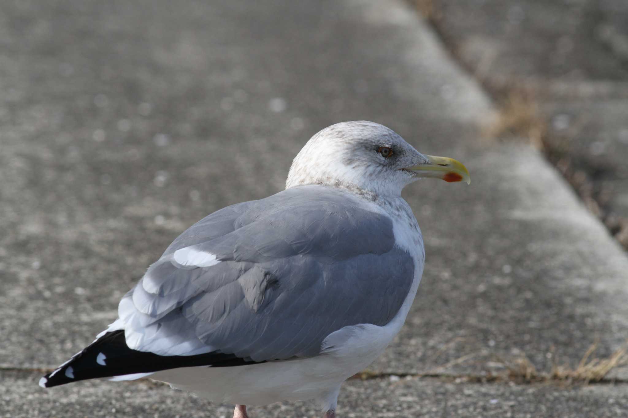 Photo of Vega Gull at 雲出川河口 by サンダーバード