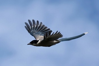 Azure-winged Magpie Unknown Spots Sat, 10/8/2022