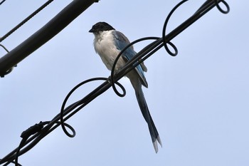 Azure-winged Magpie Unknown Spots Sat, 10/8/2022