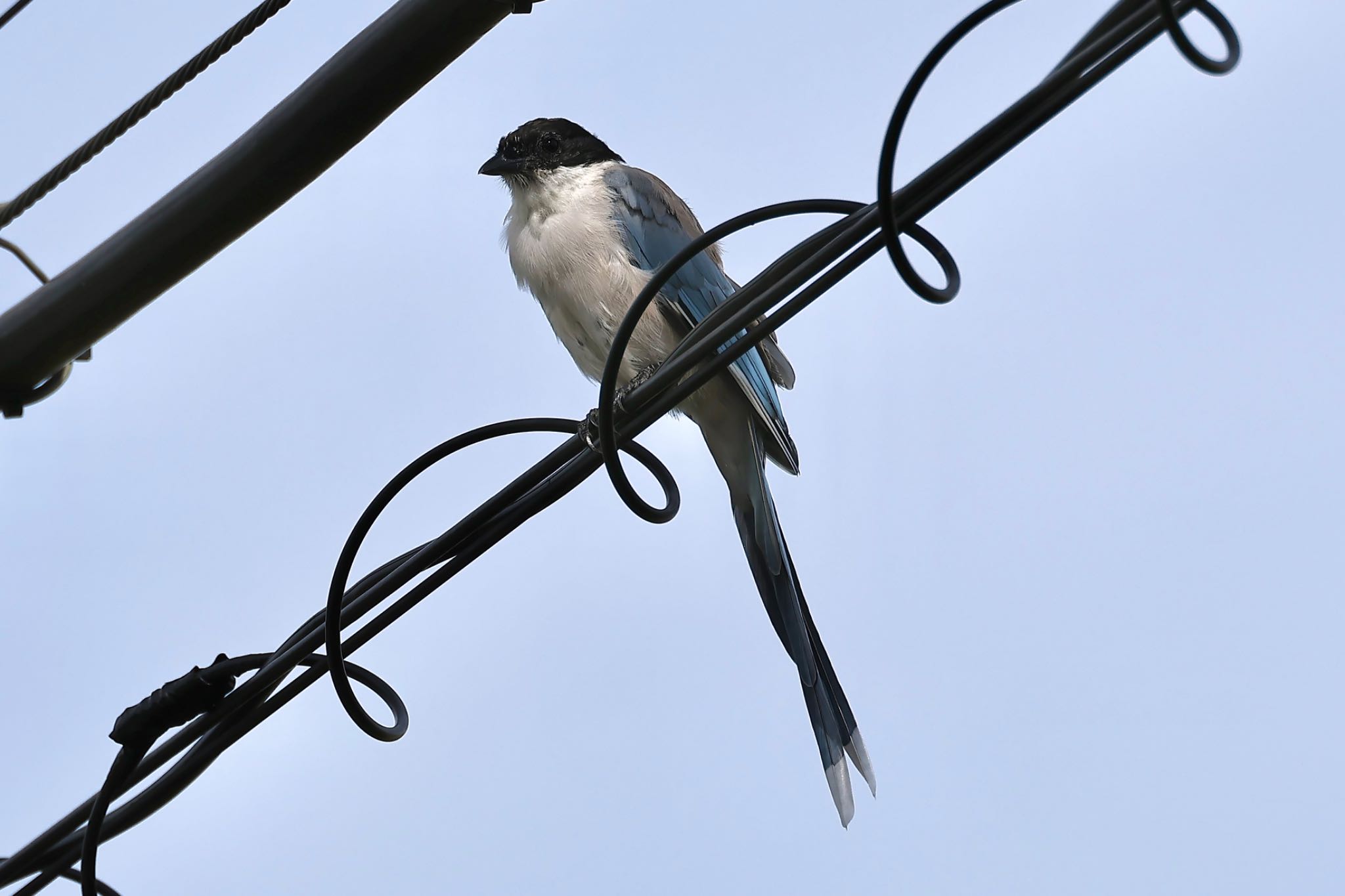 Photo of Azure-winged Magpie at  by ささりん