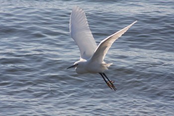 2016年2月11日(木) 葛西臨海公園の野鳥観察記録