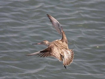 Bar-tailed Godwit Gonushi Coast Fri, 4/29/2011