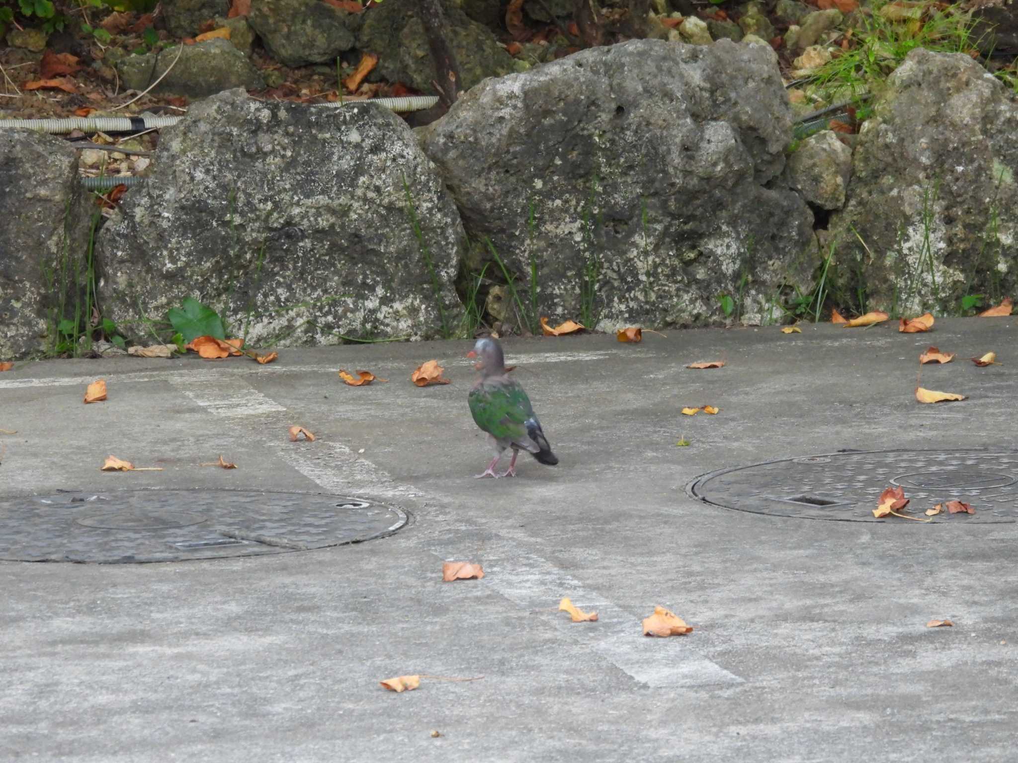 Photo of Common Emerald Dove at Miyako Island by 大瑠璃力三郎