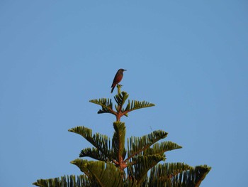 Blue Rock Thrush Miyako Island Sat, 10/1/2022