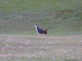 2022年10月2日(日) 宮古島市の野鳥観察記録