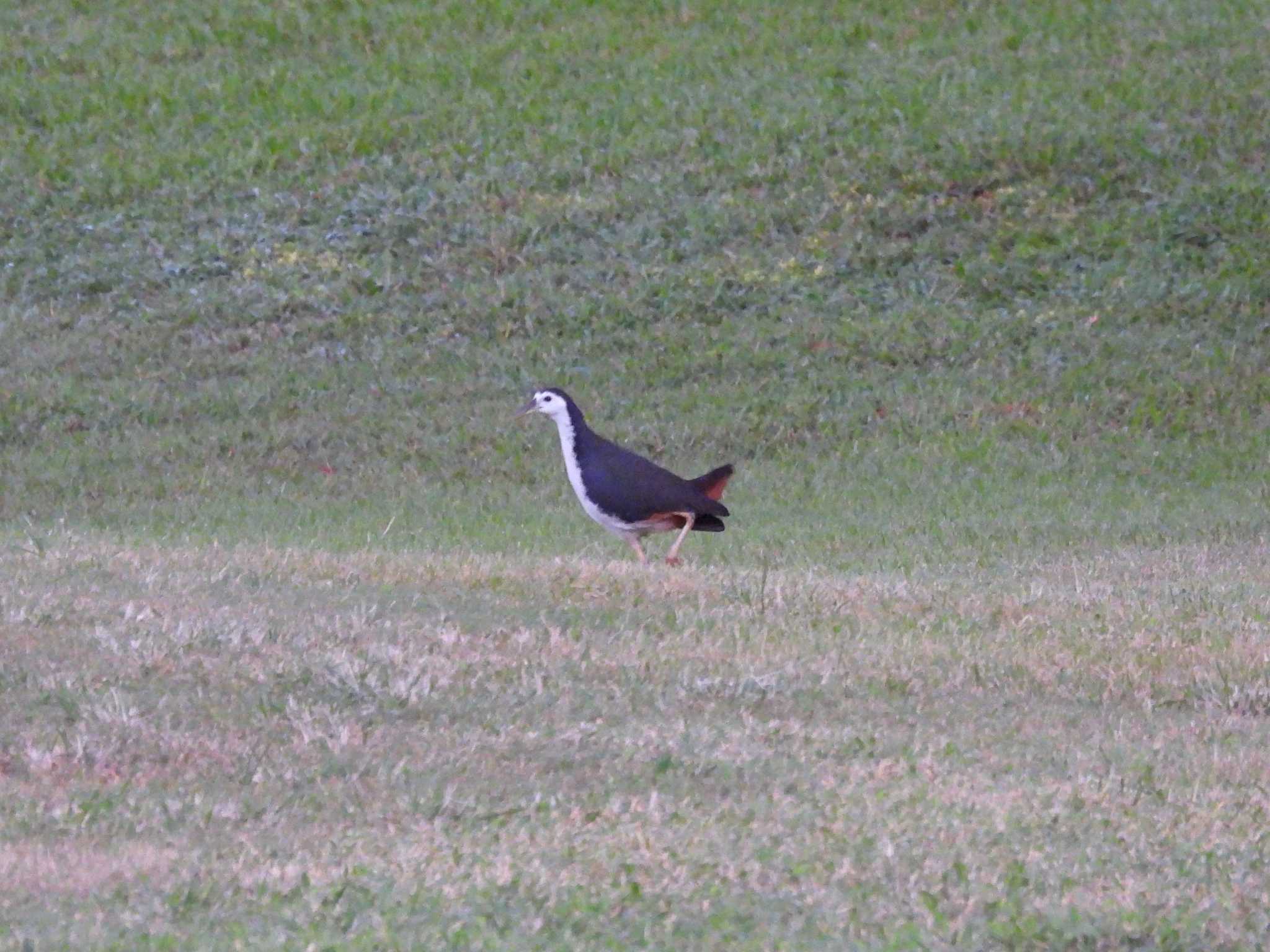 White-breasted Waterhen