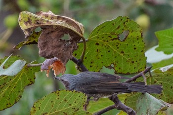 Brown-eared Bulbul 静岡県 Sun, 10/9/2022