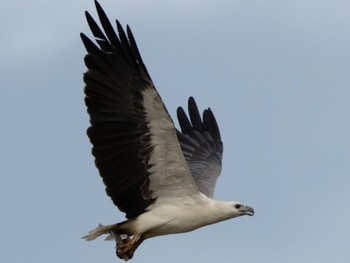 White-bellied Sea Eagle Pasir Ris Park (Singapore) Sun, 10/9/2022