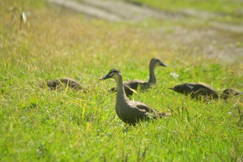 Eastern Spot-billed Duck 長沼町 Sat, 10/1/2022