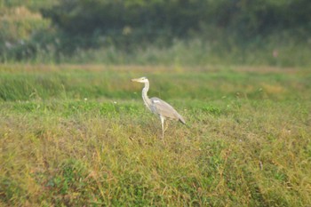 Grey Heron 栗山町 Sun, 10/2/2022