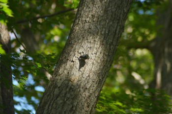 Eurasian Nuthatch 野幌森林公園 Sun, 10/9/2022