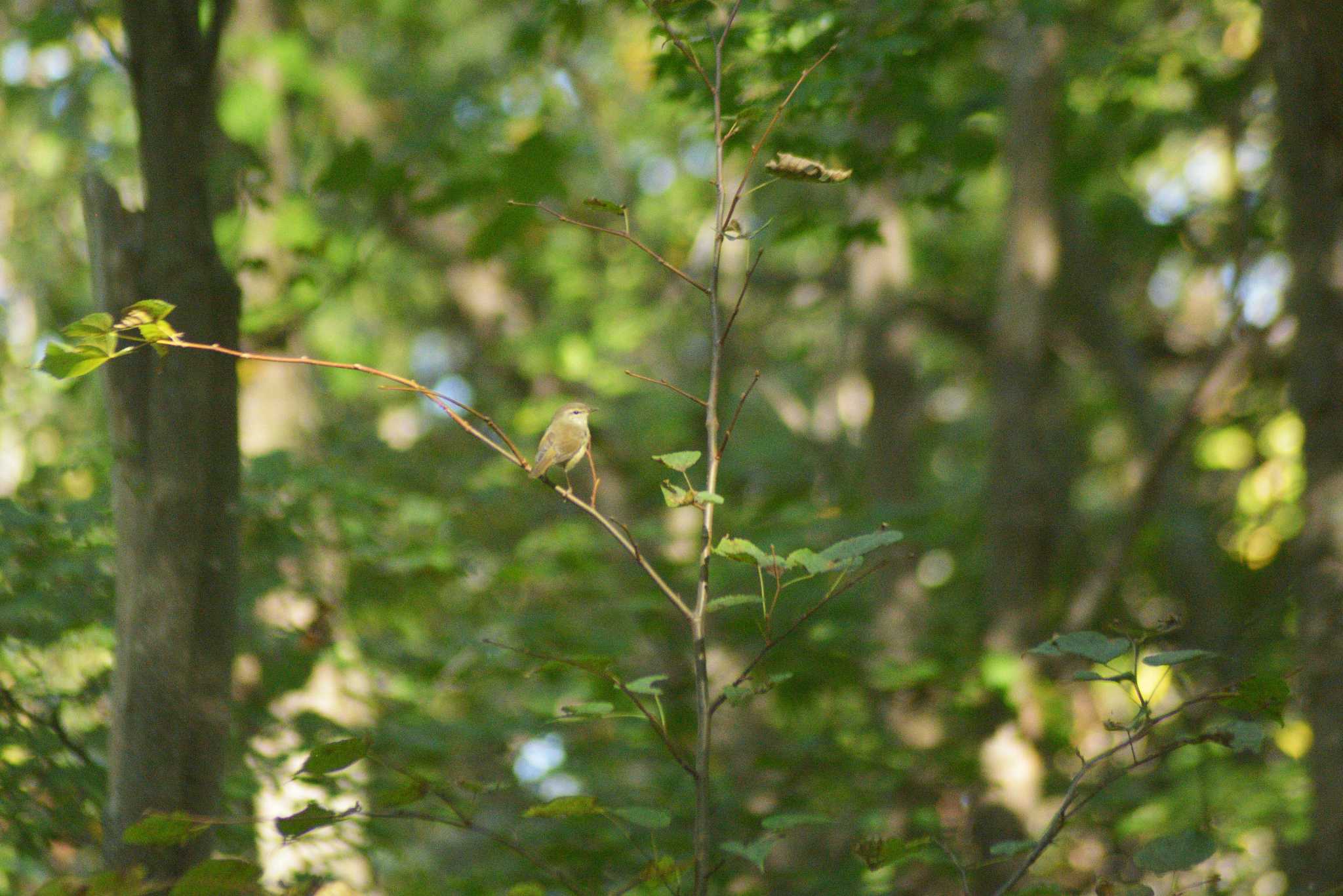 Sakhalin Leaf Warbler