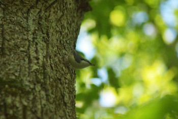 Eurasian Nuthatch 野幌森林公園 Sun, 10/9/2022