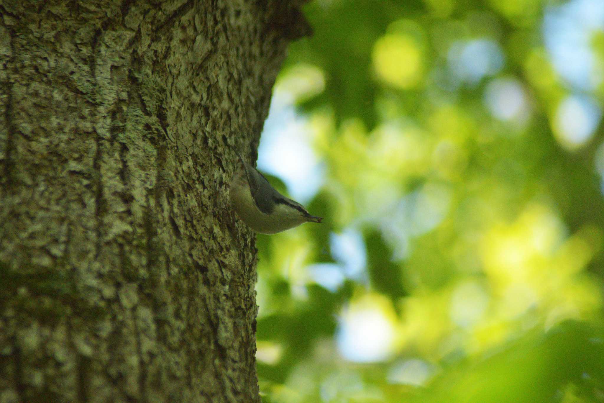 Eurasian Nuthatch