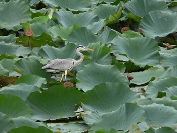 2022年10月8日(土) 服部緑地の野鳥観察記録