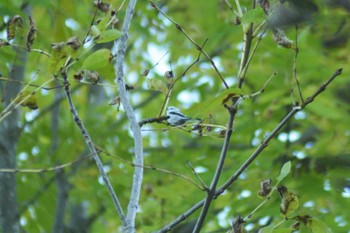 Long-tailed tit(japonicus) Nishioka Park Sat, 10/8/2022