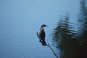 Great Cormorant Nishioka Park Sat, 10/8/2022