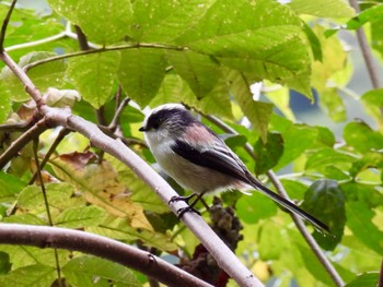 Long-tailed Tit 松原湖(長野県) Mon, 10/3/2022