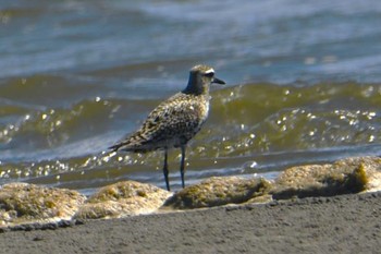 Pacific Golden Plover Sambanze Tideland Tue, 9/6/2022