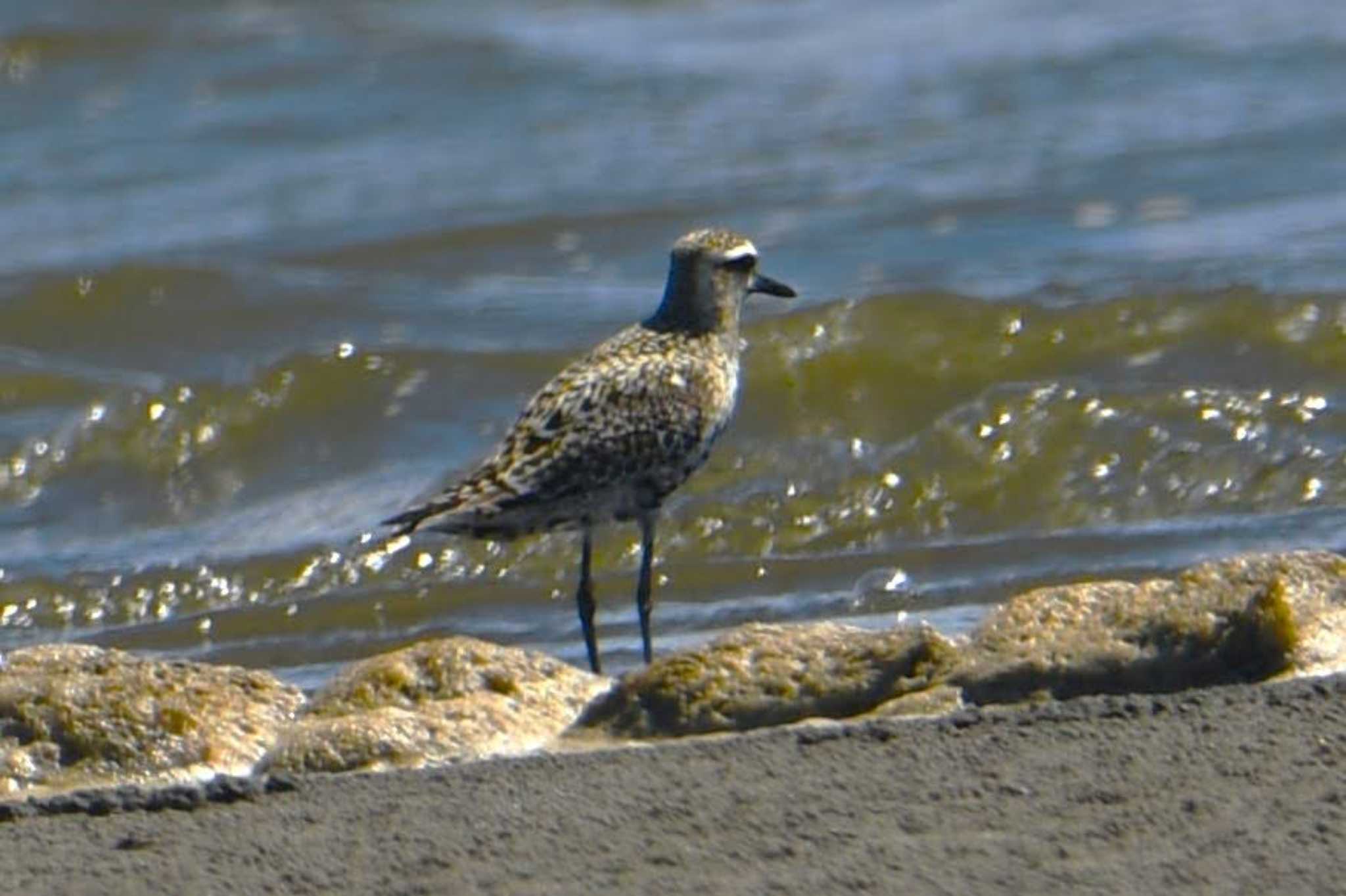 Photo of Pacific Golden Plover at Sambanze Tideland by こうきとさき