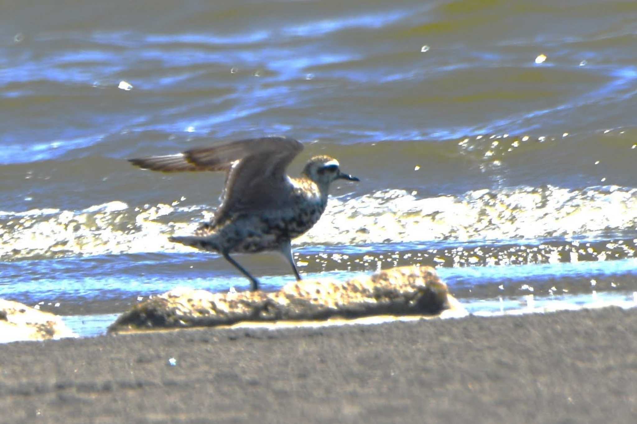 ふなばし三番瀬海浜公園 ムナグロの写真 by こうきとさき