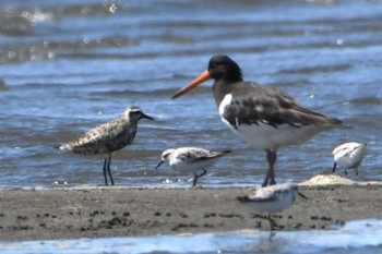 ムナグロ ふなばし三番瀬海浜公園 2022年9月6日(火)