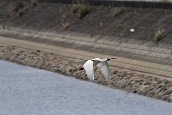 2017年4月30日(日) 五主海岸の野鳥観察記録