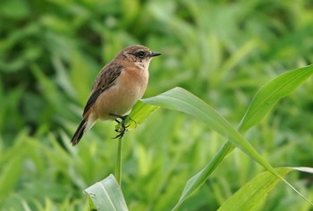 ノビタキ 秋ヶ瀬公園付近 2022年10月9日(日)