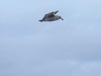 ミナミオオセグロカモメ Boat Harbour Aquatic Reserve, NSW, Australia 2022年10月9日(日)