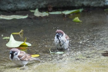 スズメ 上野動物園 2022年7月21日(木)