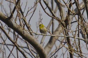 メジロ 多摩川二ヶ領宿河原堰 2018年2月10日(土)