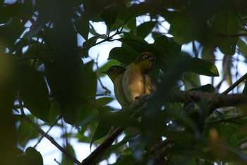 Warbling White-eye Unknown Spots Unknown Date