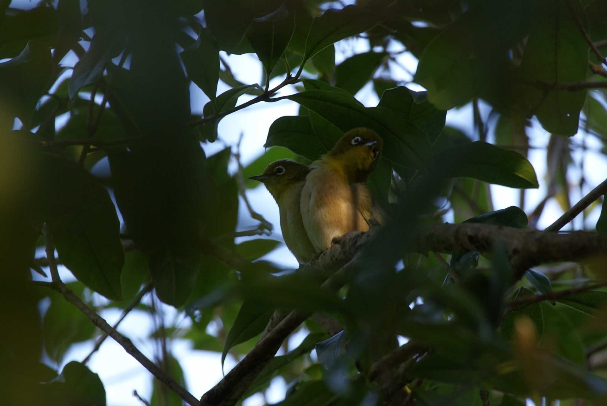 Photo of Warbling White-eye at  by bea