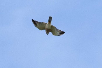 Chinese Sparrowhawk Cape Irago Sat, 10/8/2022