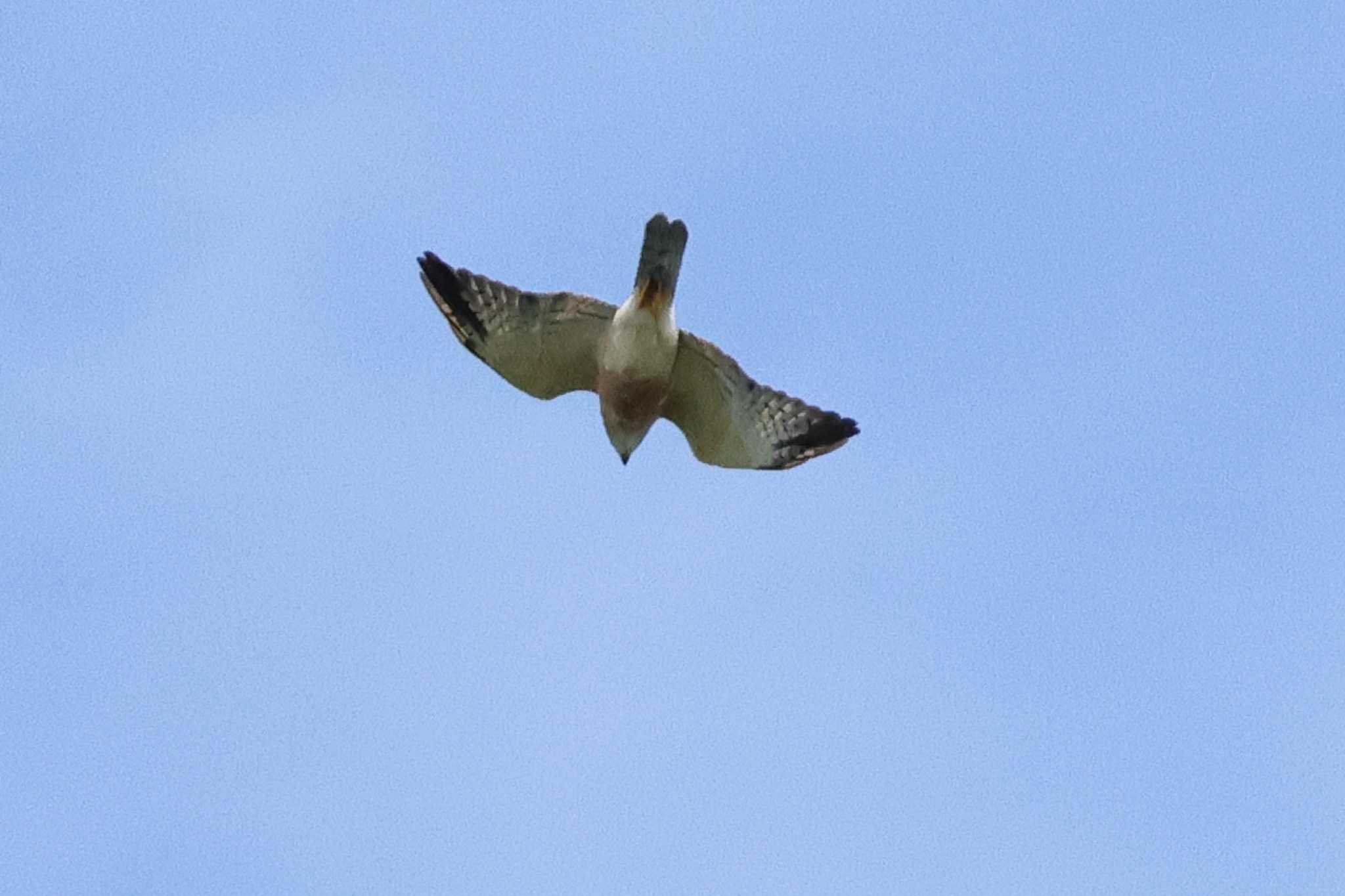 Photo of Chinese Sparrowhawk at Cape Irago by toshi