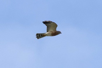 Chinese Sparrowhawk Cape Irago Sat, 10/8/2022