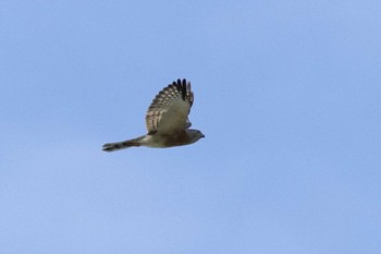 Chinese Sparrowhawk Cape Irago Sat, 10/8/2022