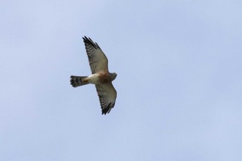 Chinese Sparrowhawk Cape Irago Sat, 10/8/2022