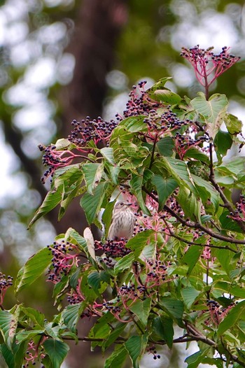 2022年10月9日(日) 東京都立桜ヶ丘公園(聖蹟桜ヶ丘)の野鳥観察記録