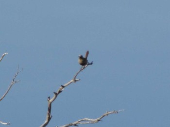 Brown Songlark