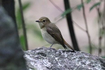 Asian Brown Flycatcher 堺市内 Sun, 10/9/2022