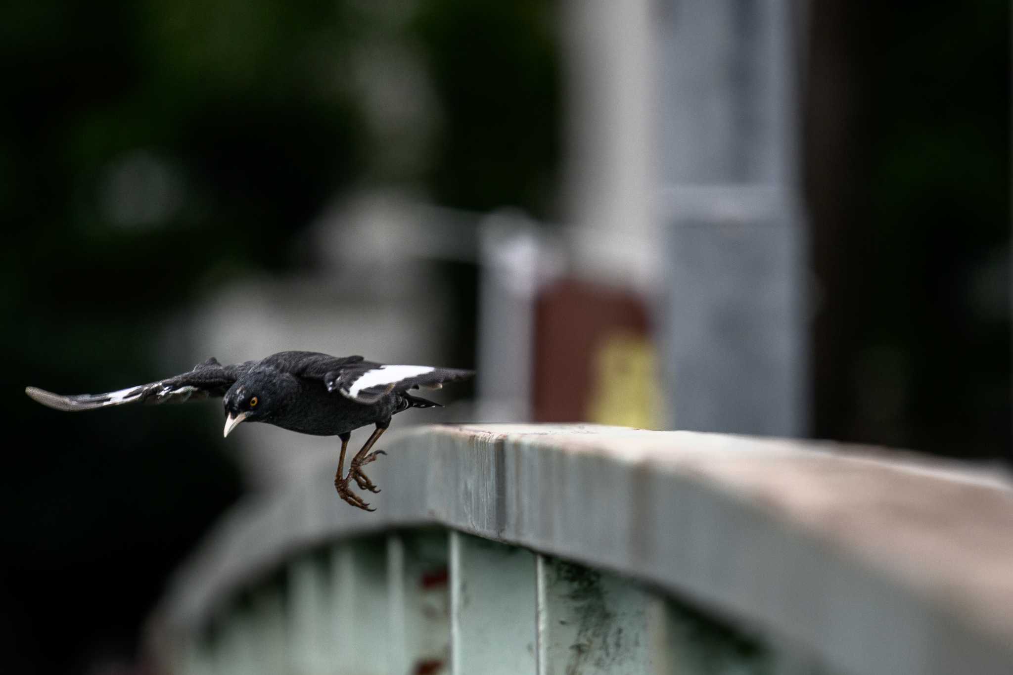 金井遊水地(金井遊水池) ハッカチョウの写真