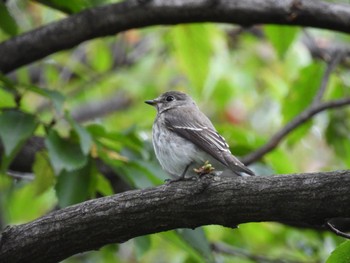 2022年10月9日(日) 東京港野鳥公園の野鳥観察記録