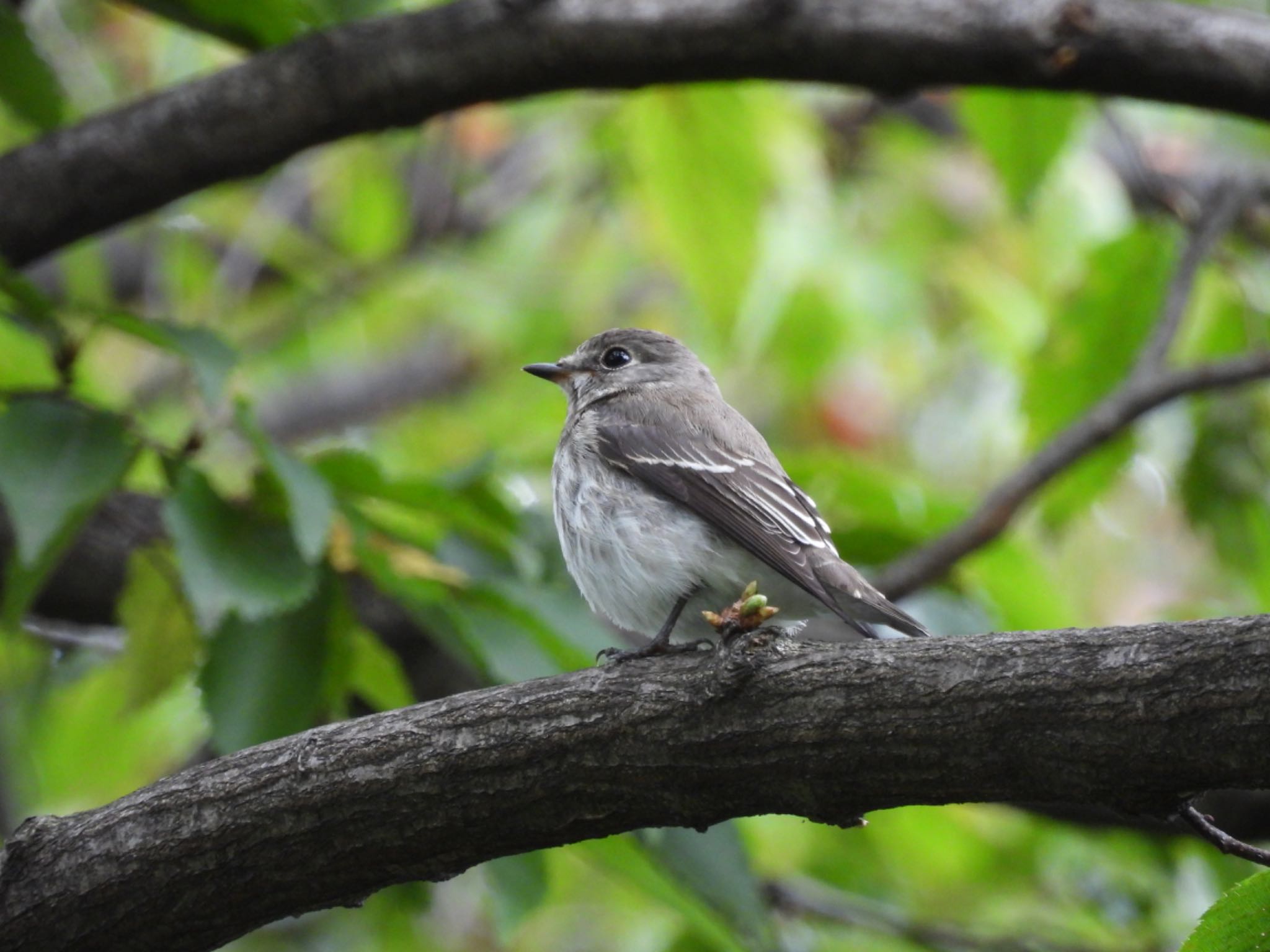 東京港野鳥公園 エゾビタキの写真